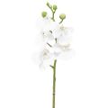 Floristik24 Orquídea Artificial Branca Phalaenopsis Real Touch 32cm