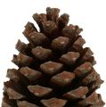 Floristik24 Cones Pinus Maritima 10cm - 15cm natural 3uds