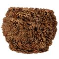 Vaso decorativo com pinhas,