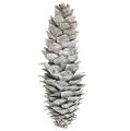 Floristik24 Cones de pinheiro-açucareiro, caiadas de branco 20cm - 30cm
