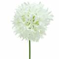 Floristik24 Cebola Ornamental Allium branco artificial Ø12cm Alt.62cm