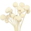 Floristik24 Craspedia creme de coxinhas secas 45-55cm 20 un