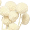 Craspedia creme de coxinhas secas 45-55cm 20 un | Floristik24.pt