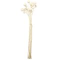 Craspedia creme de coxinhas secas 45-55cm 20 un | Floristik24.pt