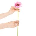 Flores artificiais de gerbera para jardim, rosa, 47 cm, 6 peças. | Floristik24.pt