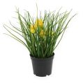 Floristik24 Narcisos com grama em uma panela de 25cm