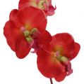 Floristik24 Deco orquídea vermelha 68cm