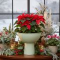 Vaso com suporte para plantas, vaso decorativo, 25 cm | Floristik24.pt